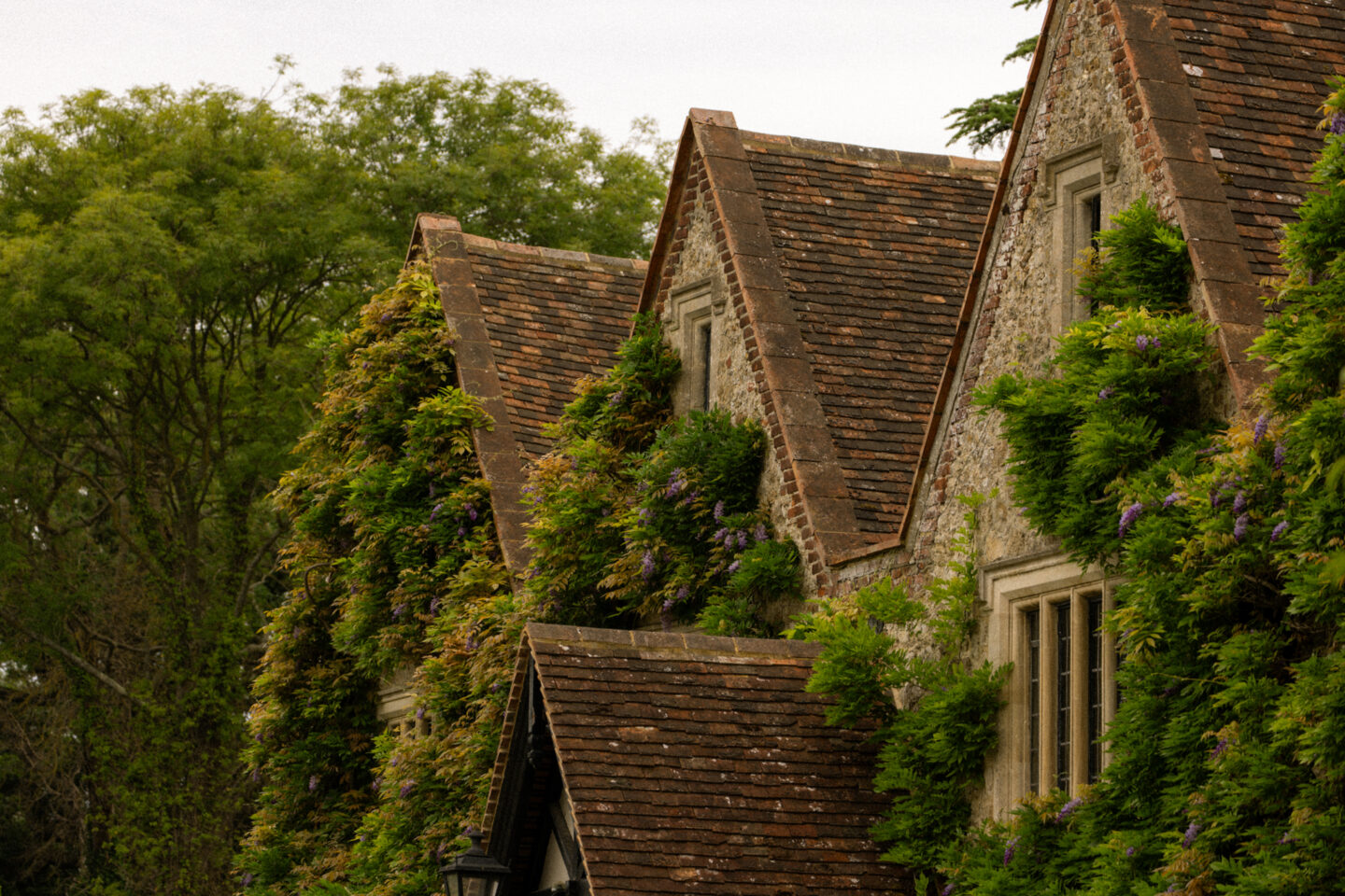 boys hall wisteria